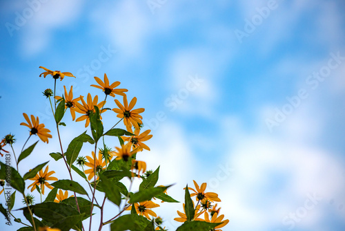 Εκτύπωση καμβά Golden chrysanthemums in the dark background