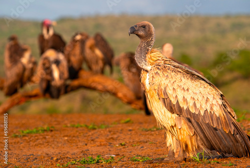 Vultures' waiting room. A white backed vulture soaks up the early morning sun at Scavengers' hide, Zimanga Private Game Reserve, KwaZulu Natal.