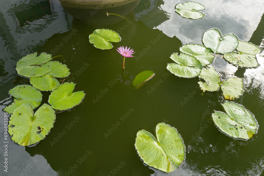 Lotus Flower Bloom Green Leaves on Water Lotus Flower Bloom Green Leaves on Water