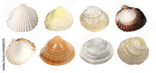 Set sea shell colorful isolated on white, top view