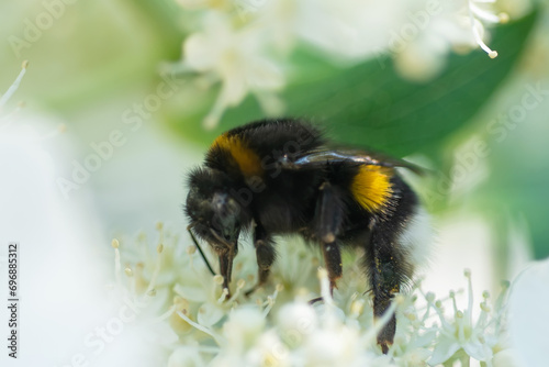 beautiful  blossom  of white  hydrangea  with working bumblebee at sunny day. macro