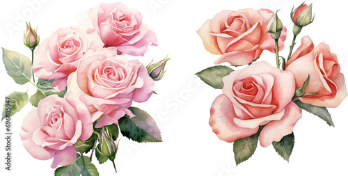 watercolor of rose #696885947
