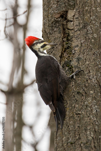 Pileated Woodpecker looking for food in maple tree trunk bark in forest