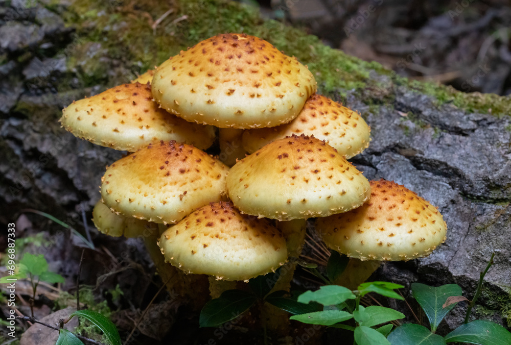 Sharp-scaly Pholiota cluster growing on a fallen tree in forest Sharp-scaly Pholiota cluster growing on a fallen tree in forest