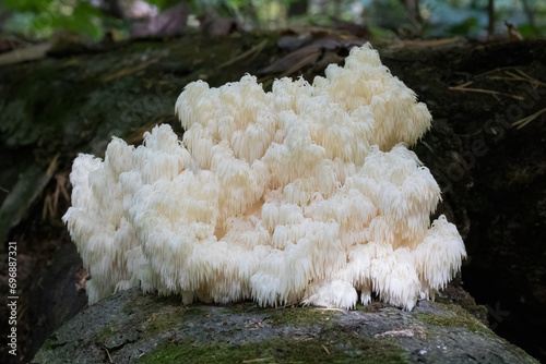 Large white Bear's Head Tooth fungus growing on fallen dead tree in forest