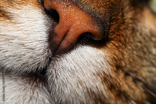 particolare naso gatto domestico tigrato. photo