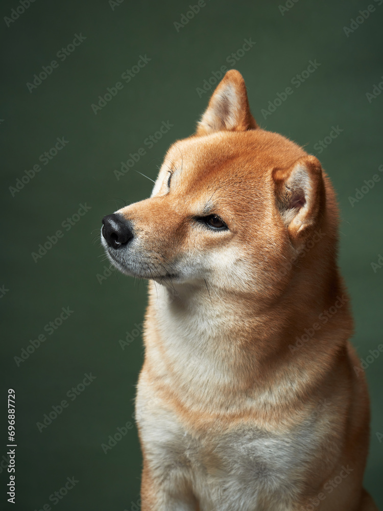 red dog on a green background. Beautiful Shiba Inu in the studio red dog on a green background. Beautiful Shiba Inu in the studio