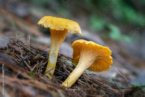 Two yellow chanterelles mushrooms growing on forest ground