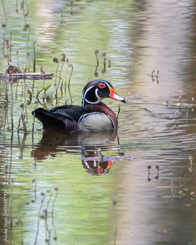 Male Wood Duck swimming in flooded area of forest at springtime