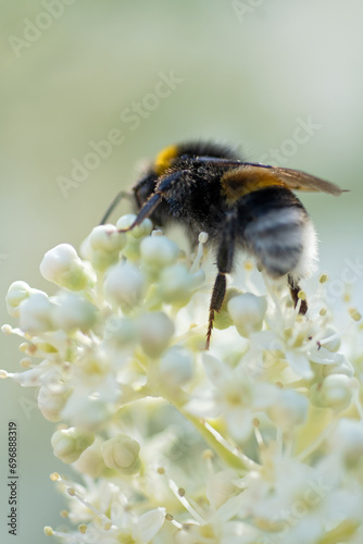 beautiful  blossom  of white  hydrangea  with working bumblebee at sunny day. macro, wild life