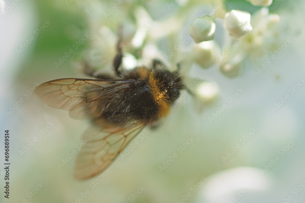 beautiful blossom of white hydrangea with working bumblebee at sunny day. macro, wild life beautiful blossom of white hydrangea with working bumblebee at sunny day. macro, wild life