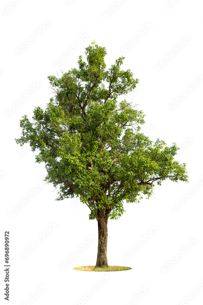 Fototapeta premium Trees isolated on white background, tropical trees isolated used for design, advertising and architecture
