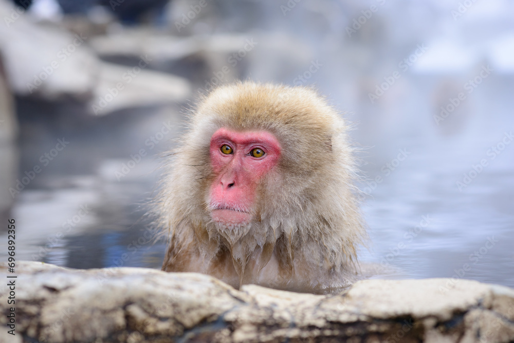 Fototapeta premium Macaqus in Nagano, Japan