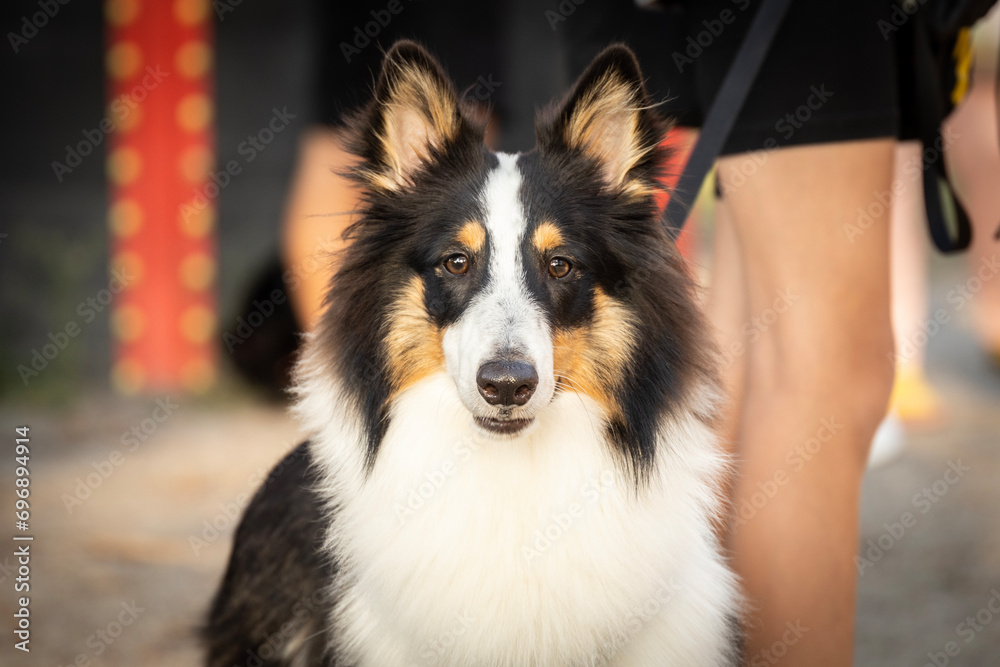 Beautiful sheltie spitz dog aussie collie border collie walking in the park playing on the dog playground dog portrait Beautiful sheltie spitz dog aussie collie border collie walking in the park playing on the dog playground dog portrait