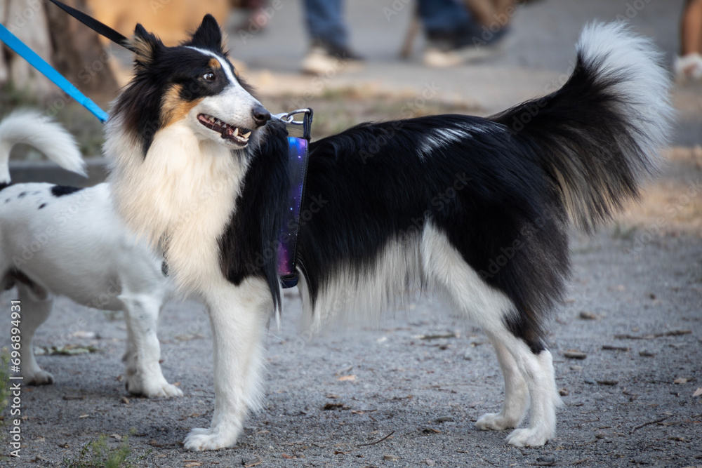beautiful husky pomsky sheltie walks in the park with its owners beautiful husky pomsky sheltie walks in the park with its owners