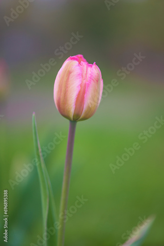 Close up for one pink tulip on a green blurred natural background