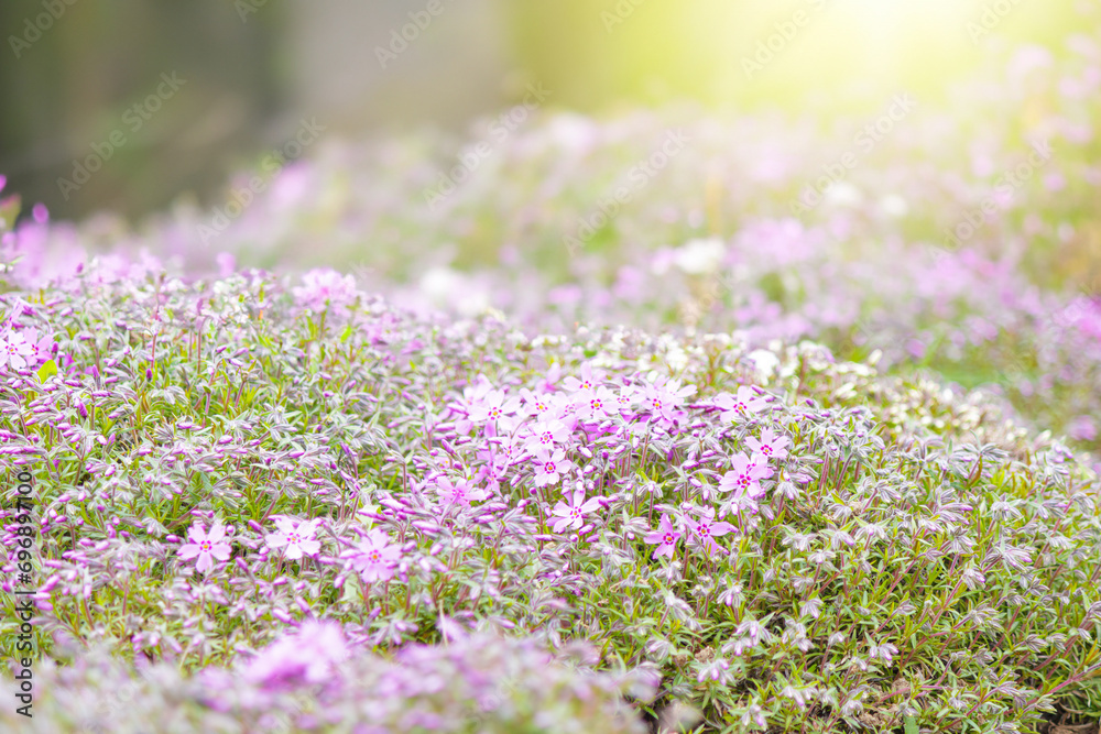 Obraz premium Close-up of pink Moss phlox flowers pink verbena on a blurred background.