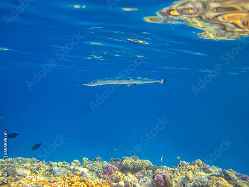 Platybelone argalus in the expanses of the coral reef of the Red Sea photo