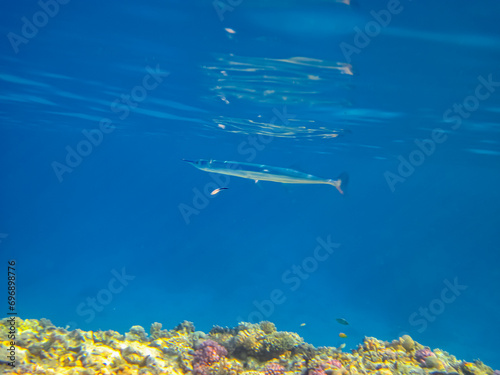 Platybelone argalus in the expanses of the coral reef of the Red Sea photo