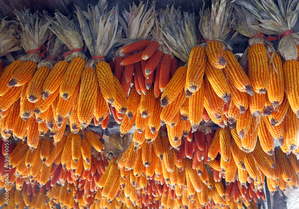 corn cobs hanging from the ceiling of the farm to dry them preventing them from being gnawed by rodents
