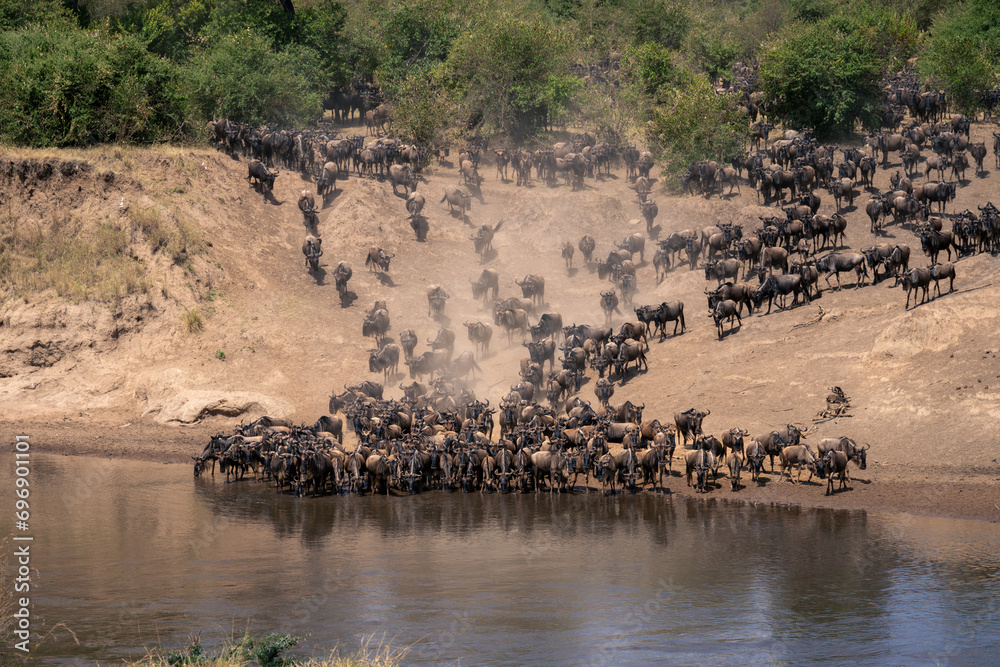 Blue wildebeest drink from river at crossing