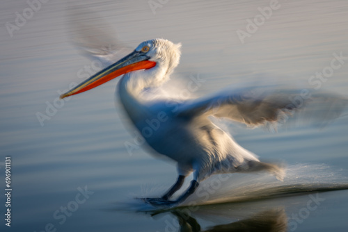 Slow pan of pelican sliding over lake