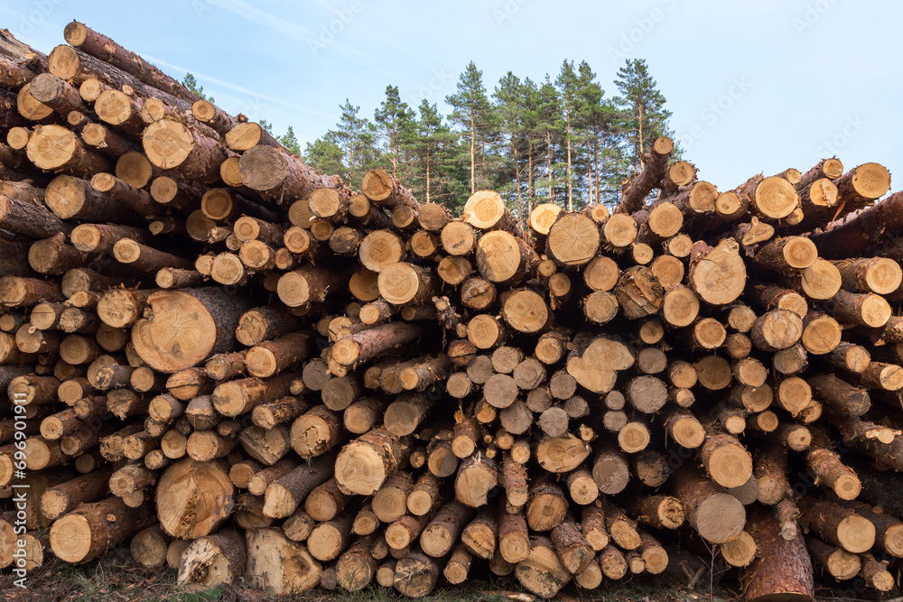 Deforestation, forest destruction. Timber harvesting. Pile, stack of many sawn logs of trees close up, firewood