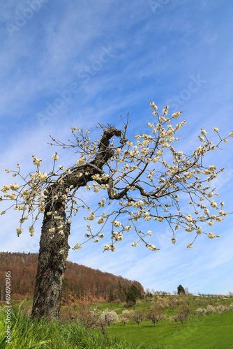 An old cherry tree is full of life in spring with many new blooming flowers photo