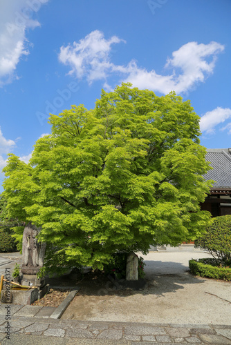京都の寺町界隈の寺院の境内の青もみじ