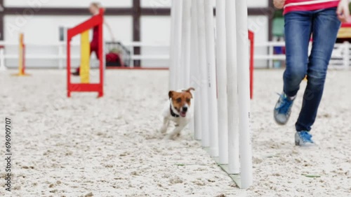 Following Slow Motion Close Up Shot of Jack Russell Terrier Dog Running Agility Obstacles photo