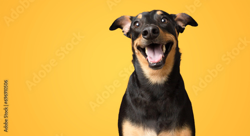 Happy smiling black and brown dog isolated on yellow background studio shot photo