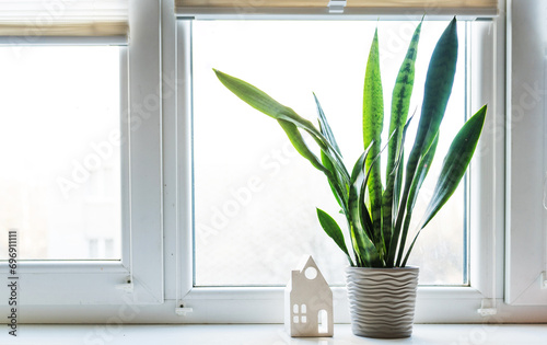 Sansevieria Black Coral plant amd a house figure at a window at home. House plants in the apartment. Mother-in-law plant. Air purifying plant for home. Plants toxic to animal.