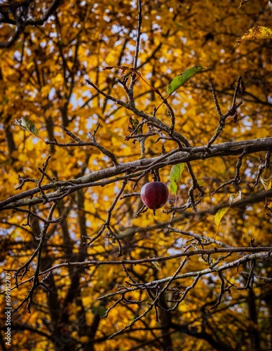 A single apple hangs in the tree in fall