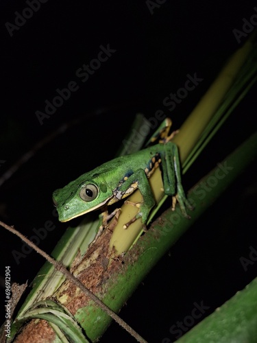 green tree frog on a leaf - phyllomedusa burmeisteri photo