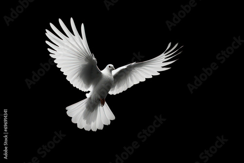 Background bird feather freedom pigeon white free flight peace dove nature