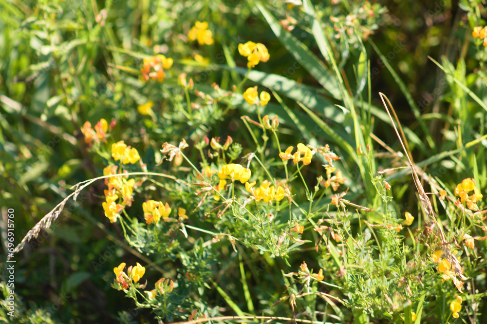 Closeup of common bird's foot trefoil with selective focus on foreground. Lotus Closeup of common bird's foot trefoil with selective focus on foreground. Lotus