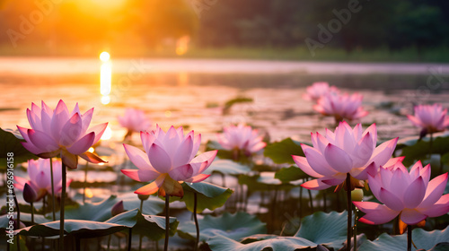 A serene lotus pond at sunset. photo