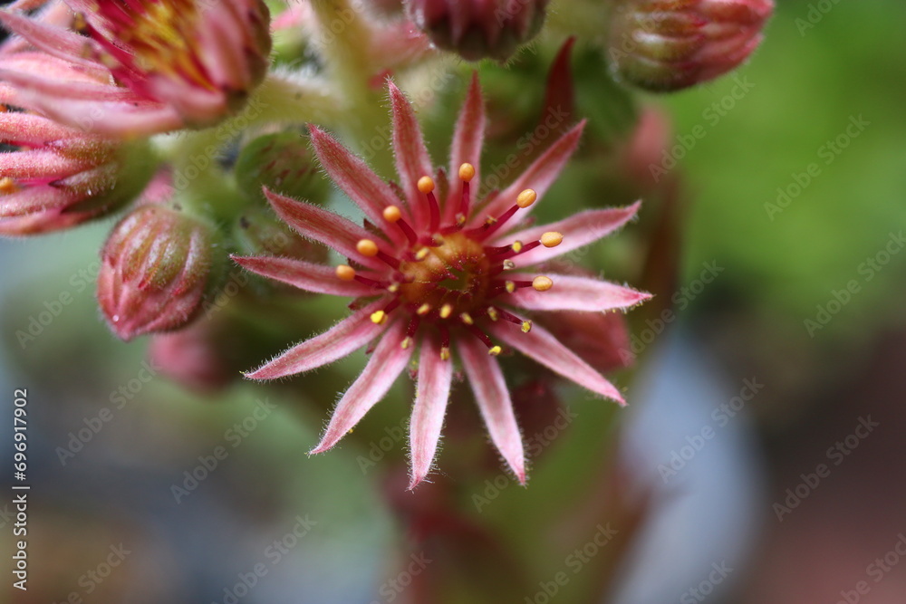 rojnik Lady Astrid Sempervivum rojnik Lady Astrid Sempervivum