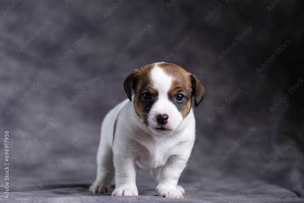 Cute little Jack Russell terrier puppy in a brutal pose on a dark background.