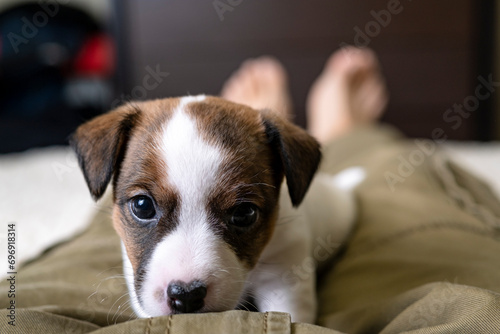 A charming Jack Russell Terrier puppy lies on the feet of its owner. Portrait of a puppy. The dog is a companion, always with the owner. © Сергей Дудиков