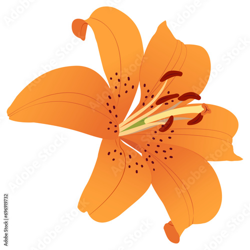 Orange lily flower. Canada Lilies. Summer flowers. Transparent background. Vector illustration. EPS 10. 