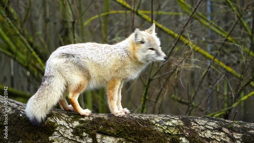 Video of Corsac fox in zoo