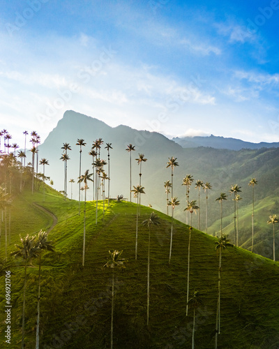 Palm trees in Valle de Cocora, Salento in Colombia