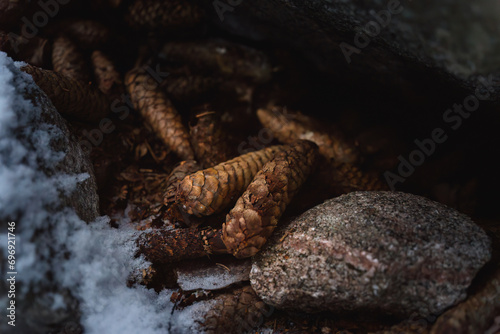 Pine cone stash under the rock in winter photo