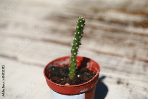 kaktus opuncja opuntia fragilis