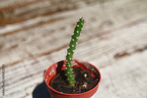 kaktus opuncja opuntia fragilis