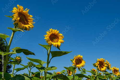 Field With Common Sunflowers (Helianthus annuus) With Big Yellow Blossoms In Austria