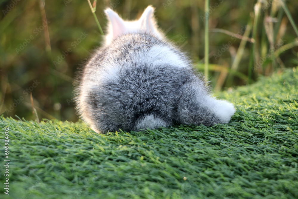 A little gray and white rabbit rests comfortably on the artificial grass. Because he feels safe A little gray and white rabbit rests comfortably on the artificial grass. Because he feels safe