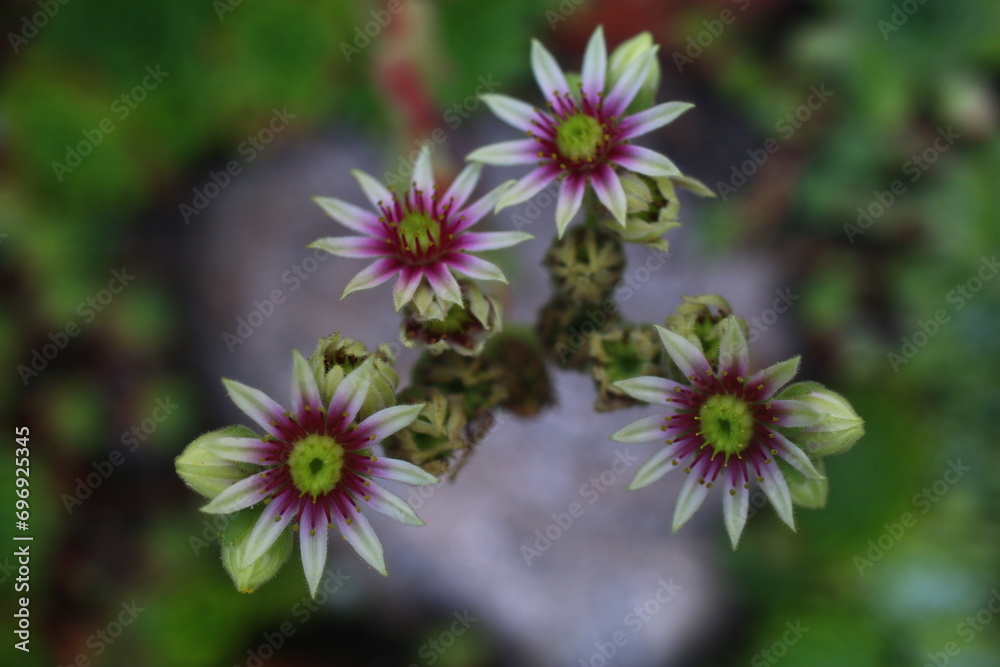  Rojnik Sempervivum ruthenicum v leucanthum