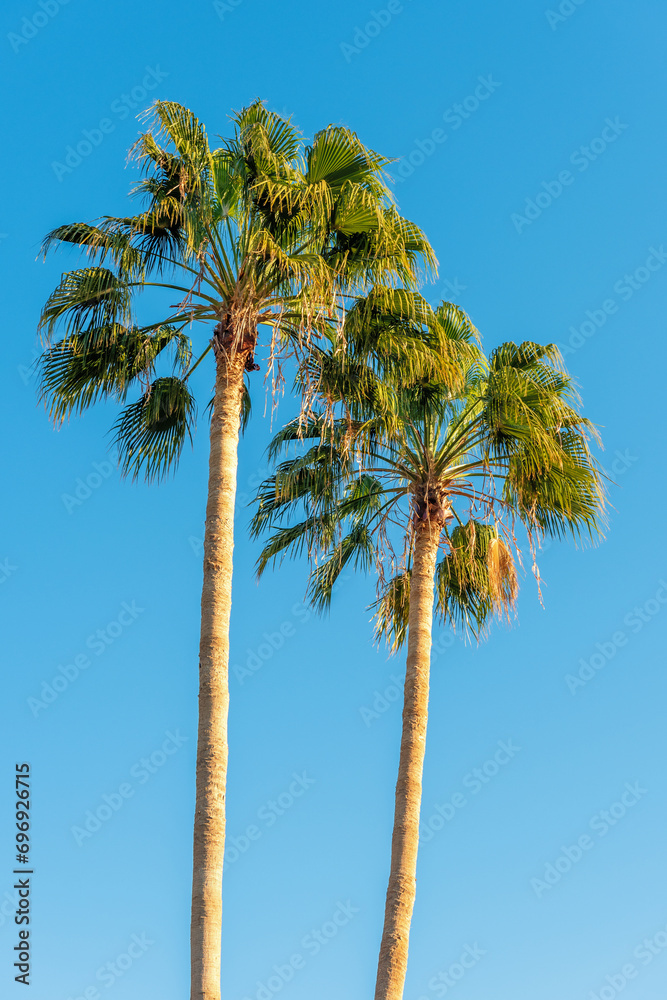 Fototapeta premium Perfect palm trees against a beautiful blue sky.